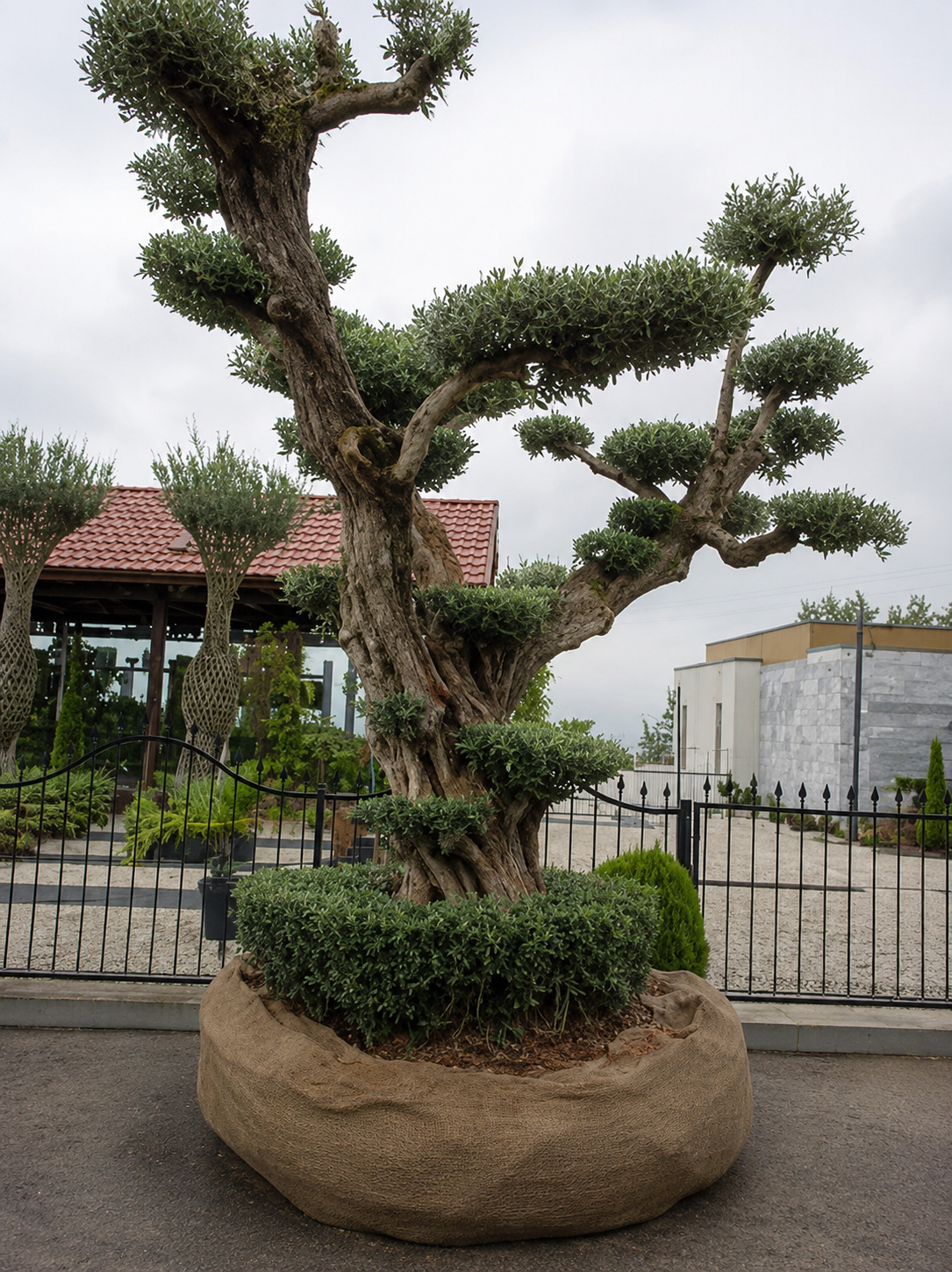 Olea